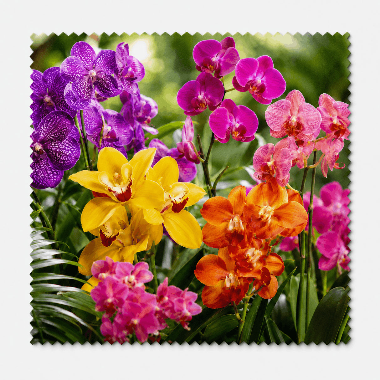 Lingette orchidées multicolores, jardin tropical luxuriant