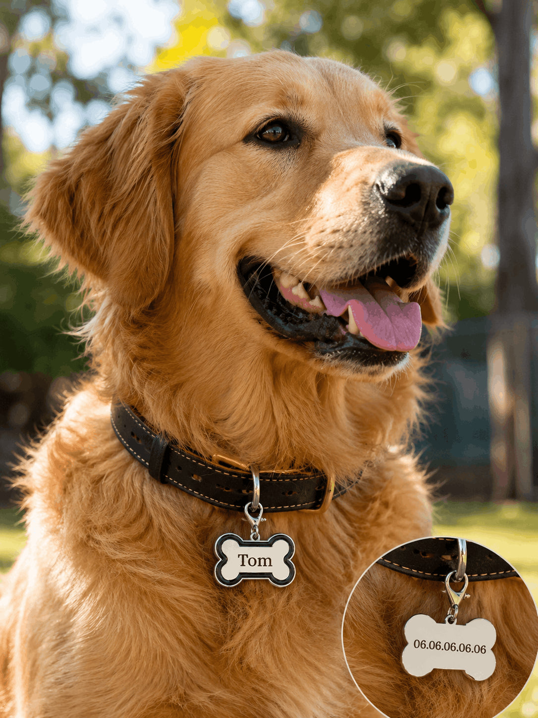 Golden retriever portant une médaille os gravée avec le prénom Tom au collier, avec zoom verso numéro de téléphone