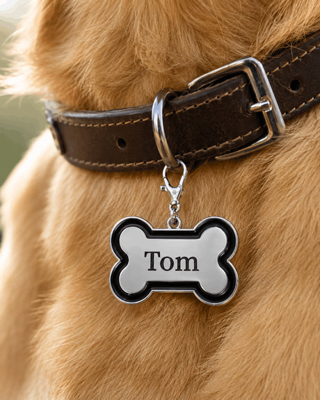 Gros plan médaille chien os gravée prénom Tom accrochée au collier en cuir d'un golden retriever